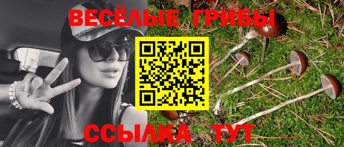 Псилоцибиновые грибы Psilocybine cubensis Россия